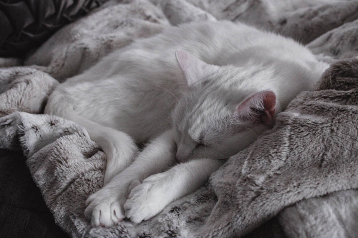 Time For A Cat Nap